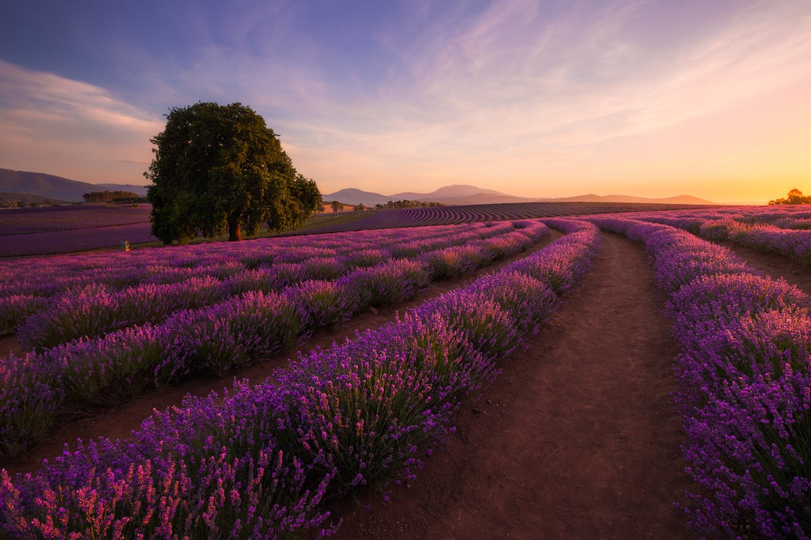 Bridestowe Lavender Estate